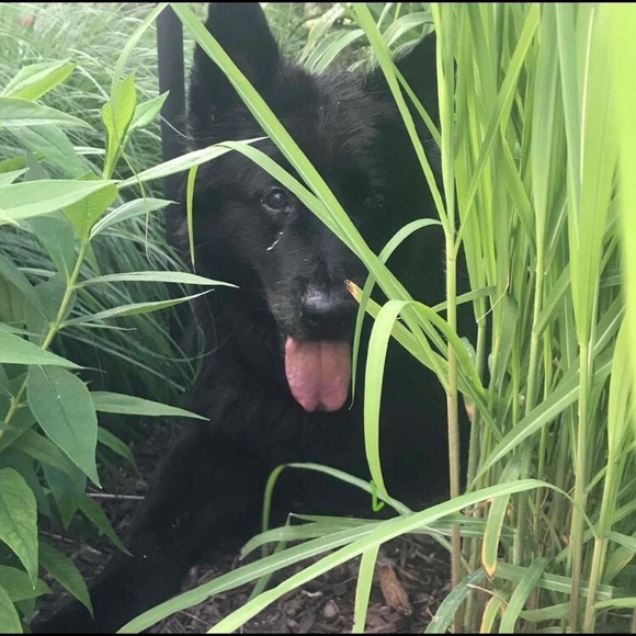 Meet your Posher, Tisha - Picture 4 of 4